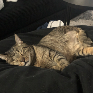 Benjamin Franklin Roosevelt the Chunky
