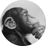 Kiki The Monkey Review's