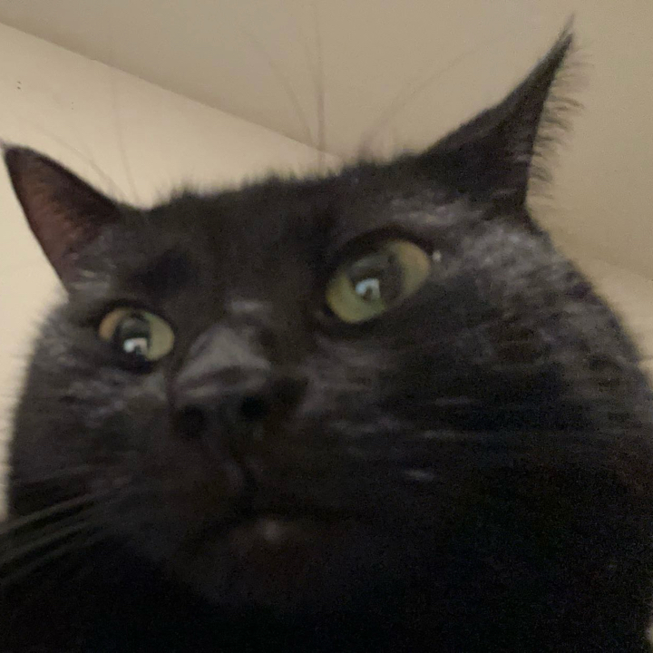Lee