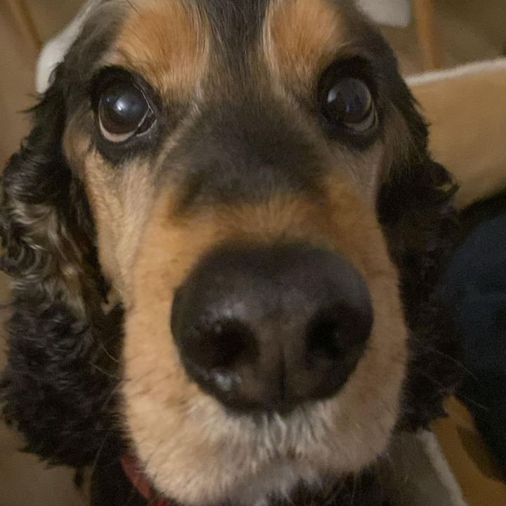 Ted